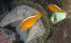 Amphiprion sandaracinos
