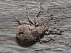Eurymetopus birabeni