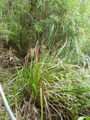 Machaerina sinclairii