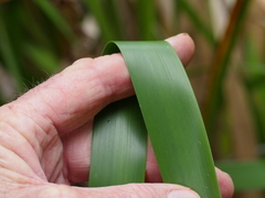 Machaerina sinclairii
