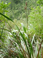 Machaerina sinclairii