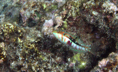 Halichoeres nebulosus