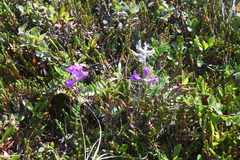Oxytropis arctica taimyrensis