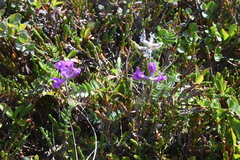 Oxytropis arctica taimyrensis