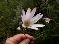 Knowltonia tenuifolia