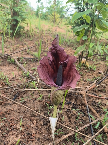 Amorphophallus abyssinicus