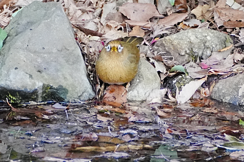 Chinese Hwamei (Garrulax canorus), photo 8