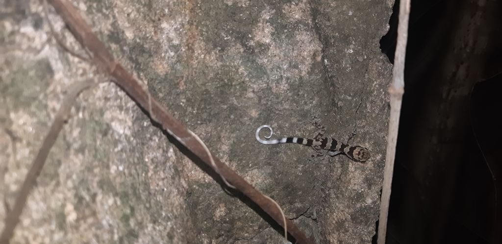 Cao Van Sung's Bow-Fingered Gecko