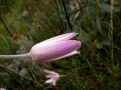 Knowltonia tenuifolia