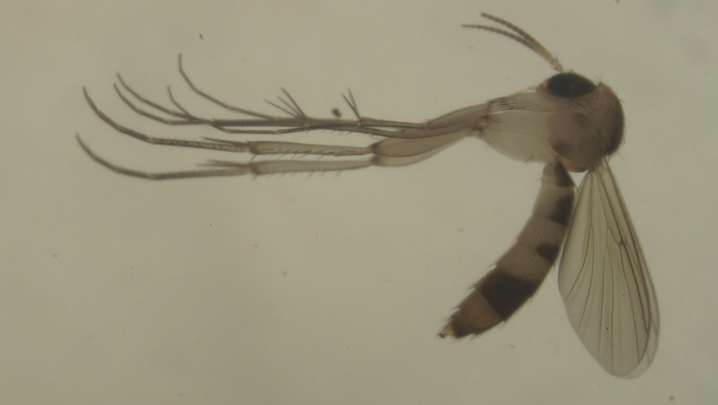 Rymosia