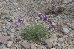 Oxytropis arctica taimyrensis