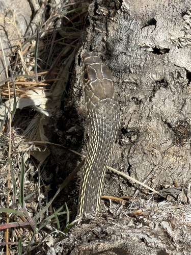 Striped Whipsnake