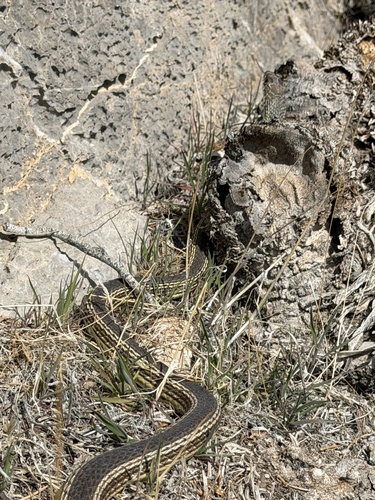 Striped Whipsnake