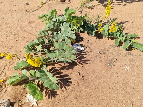 Eland's Pea