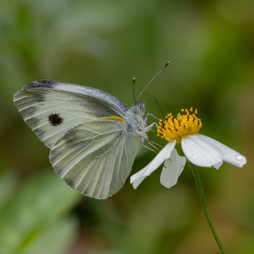 Indian Cabbage White photo 3