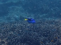 Paracanthurus hepatus