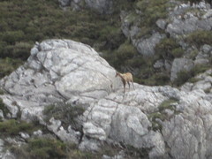 Rupicapra pyrenaica parva