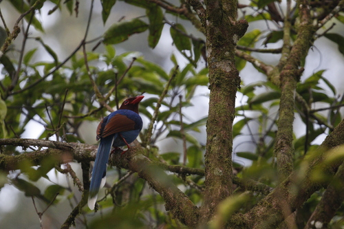 Sri Lanka Blue Magpie (Urocissa ornata)