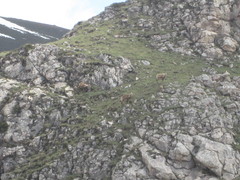 Rupicapra pyrenaica parva