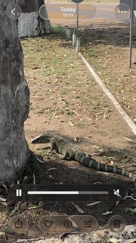 Nile Monitor