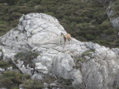 Rupicapra pyrenaica parva