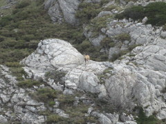 Rupicapra pyrenaica parva