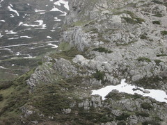 Rupicapra pyrenaica parva