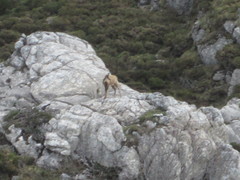 Rupicapra pyrenaica parva