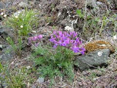 Oxytropis arctica taimyrensis