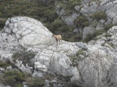 Rupicapra pyrenaica parva