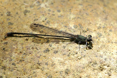 Nesobasis comosa