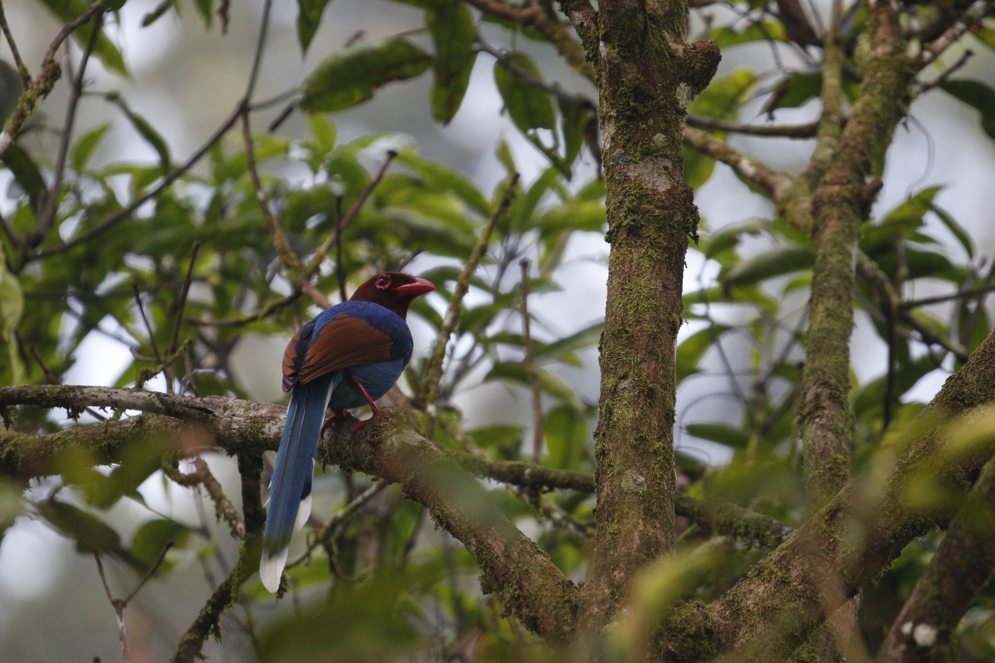 Sri Lanka Blue Magpie (Urocissa ornata), photo 2