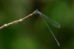 Nesobasis longistyla