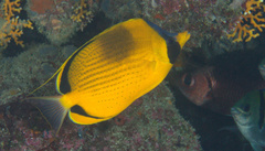 Chaetodon semeion