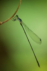 Nesobasis longistyla