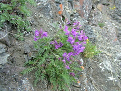 Oxytropis arctica taimyrensis