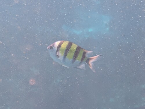 Indo-Pacific Sergeant Major (Abudefduf vaigiensis)