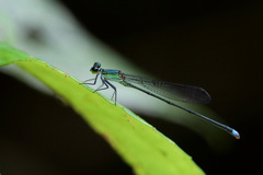 Nesobasis comosa