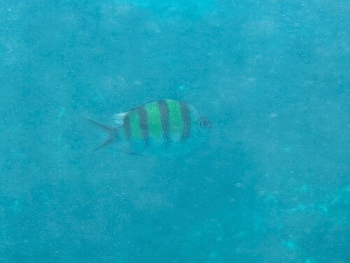 Indo-Pacific Sergeant Major (Abudefduf vaigiensis)