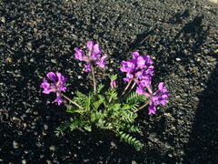 Oxytropis arctica taimyrensis