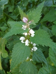 Lamium moschatum