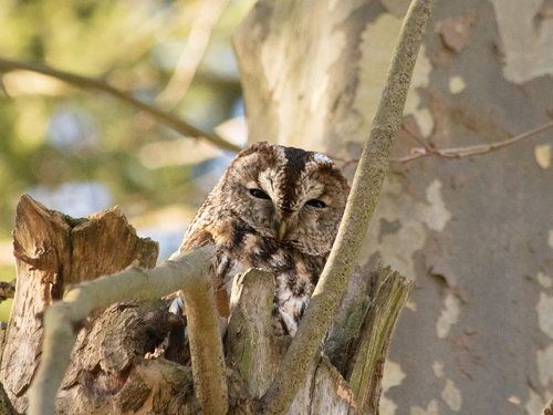 View observation of {o.common_name} on iNaturalist