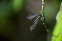 Nesobasis longistyla