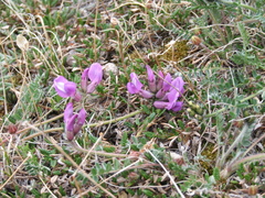 Oxytropis arctica taimyrensis