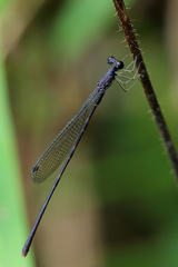 Melanesobasis flavilabris