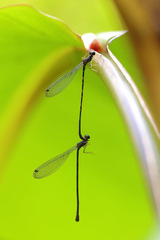 Melanesobasis flavilabris