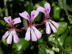Pelargonium peltatum