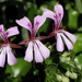 Ivy Geranium - Photo (c) Gawie Malan, some rights reserved (CC BY-NC), uploaded by Gawie Malan