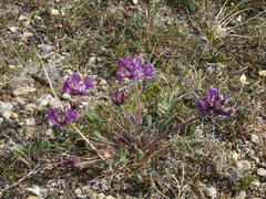Oxytropis arctica taimyrensis