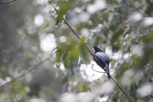 Sri Lanka Drongo (Dicrurus lophorinus)